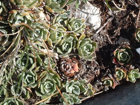 Saxifraga paniculata / Sassifraga alpina